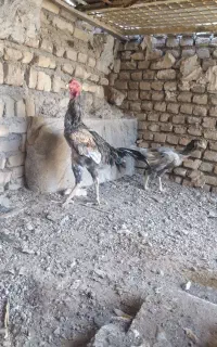 خروس لاری