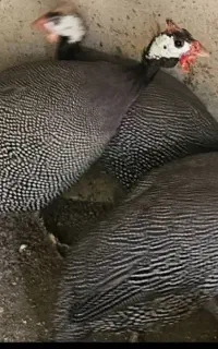 مرغ و خروس شاخ دار