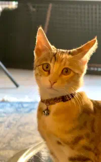 واگذاری گربه ۷ ماهه خونگی
