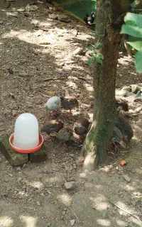مرغ شاخدار معاوضه با جوجه غاز