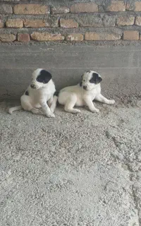 سگ نر دو تا