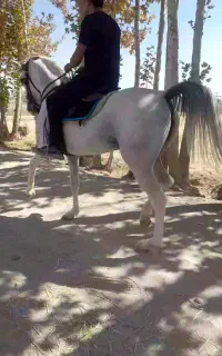 اسب مادیان کرد