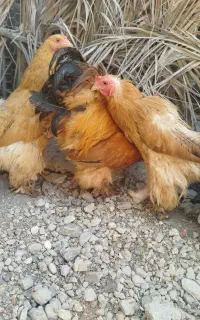فروش مرغ و خروس برهما، قو غاز ،جوجه خروس،غاز