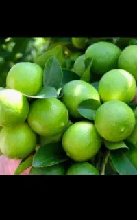 خریدار لیمو (ترش و سنگی) و مرکبات