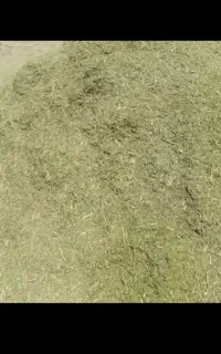 خارشتر
