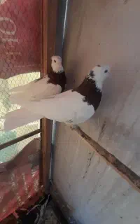 ۲ جفت کبوتر طوقی