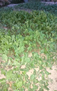 نهال گوجه و بادمجان