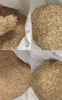 ضایعات گندم