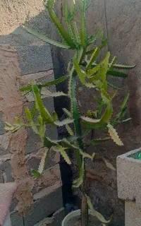 فروش کاکتوس شاخ گوزنی