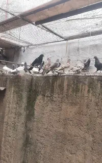 فروش ۳۵عدد کبوتر بصورت یکجا
