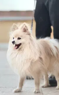 سگ پامر روباهی اصیل
