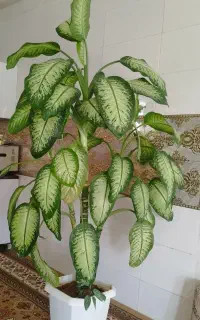 دیفن باخیا