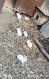 خرگوش کوچولو