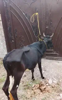 لیشه چالوسی