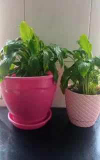 گل  اسپاتی فیلوم