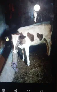 گاو ماده سیمینتال