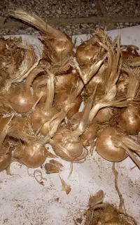 پیاز زعفران گلخانه‌ای