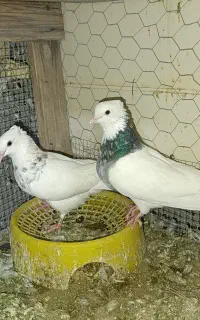 کبوتر طوقی