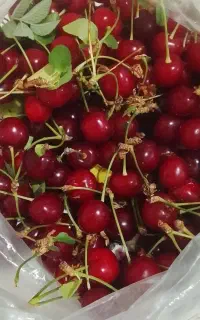 البالو تازه درشت ابدار وشیرین با طعمی عالی