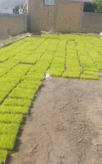 سینی نشا،بذر سینی