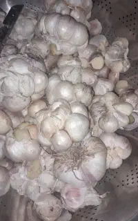 سیر