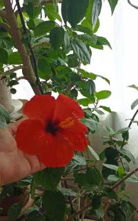 گل ختمی بزرگ