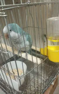 فروش راهب نر