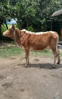 گوساله ماده لیشه  گاو