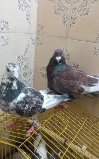 مجسمه کفتر پرشی