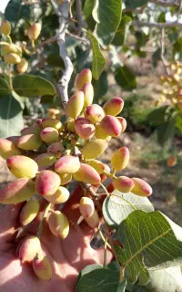 فروش پسته از باغ خودم