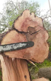 خرید چوب و درخت به قیمت روز