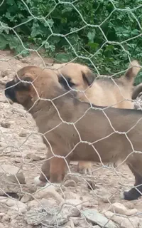 جفت توله سگ سرابی