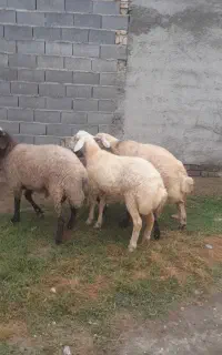 ۲راس گوسفند سفید