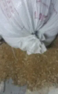 خوزستان شهرسوسنگرد