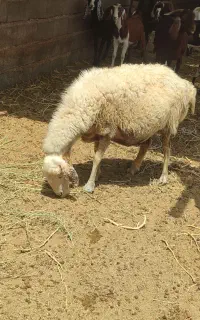میش چن قلو زا