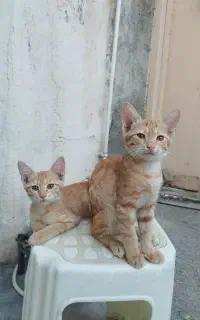 واگزاری گربه