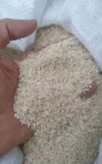 نیمدانه فجر عطری کیلو ۱۶۰ اول پخت کنید بعد بخرید