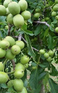 نهال اصلاح شده  تا پنج ساله ارسال به کل کشور
