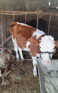 یه جفت گوساله فروشی جنس