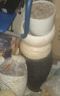 گلدون