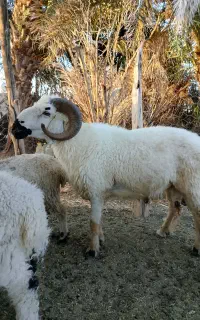 گوسفندفروشی قوچ