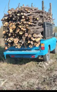 خریدار چوب و درخت باغی