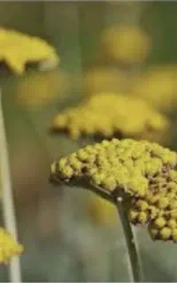 آموزش حجامت بادکش و زالودرمانی