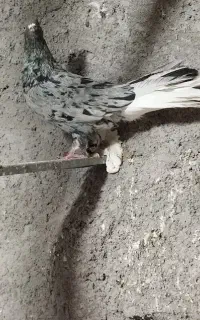 زاغ دم سفید گلدشت گم کردم