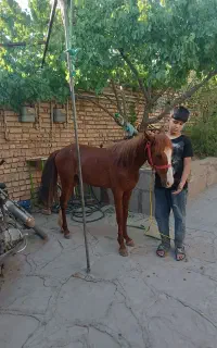 اسب پونی برای سواری کودکان