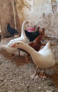 غاز