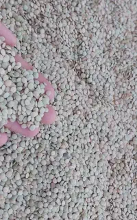 عدس پهن محصول دره شهر