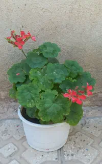 گلهای طبیعی ابهر
