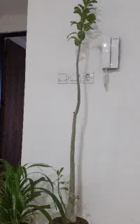 ۲۰۰۰۰۰۰ میلیون