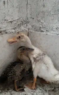 جوجه اردک